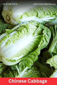 Chinese Cabbage