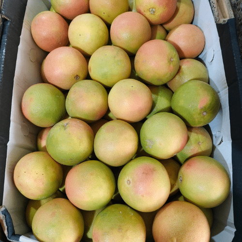 Delhi’s Reliable Source for Wholesale Fruits & Vegetables