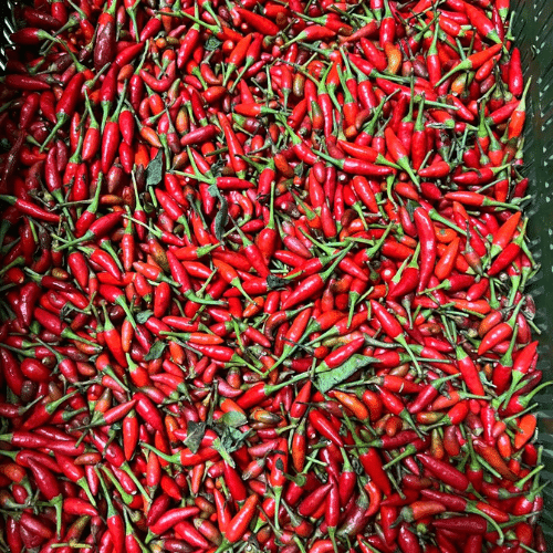 Delhi's Trusted Wholesale Source for Fresh Market Produce