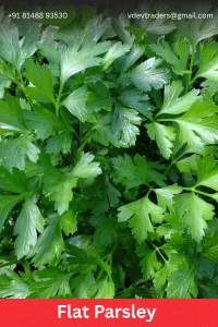 Flat Parsley