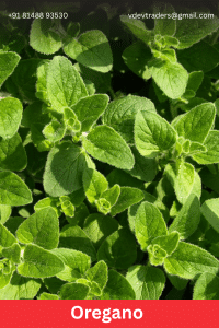 Oregano