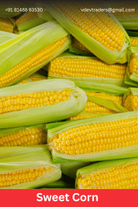 Sweet Corn