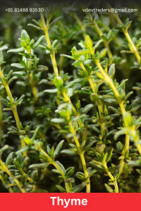 Thyme