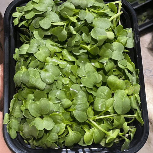 Top-Rated Vegetable and Fruit Wholesaler in Delhi NCR