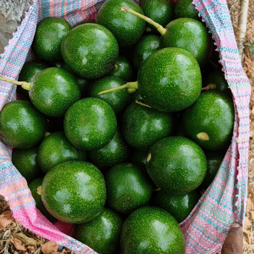 Trusted Wholesale Vegetable & Fruit Supplier in Delhi NCR