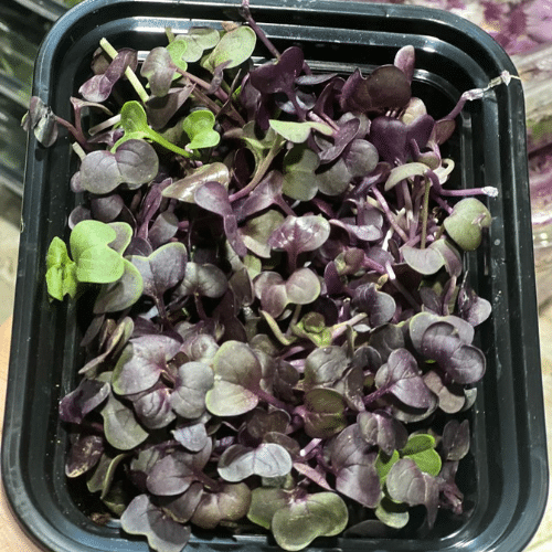 Wholesale Indian and Imported Vegetables Supplier – Delhi NCR