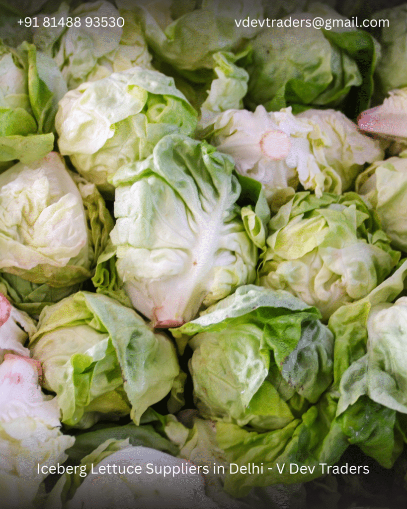 Iceberg Lettuce Suppliers in Delhi V Dev Traders