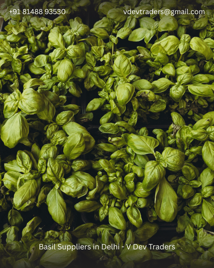 basil Suppliers in Delhi V Dev Traders