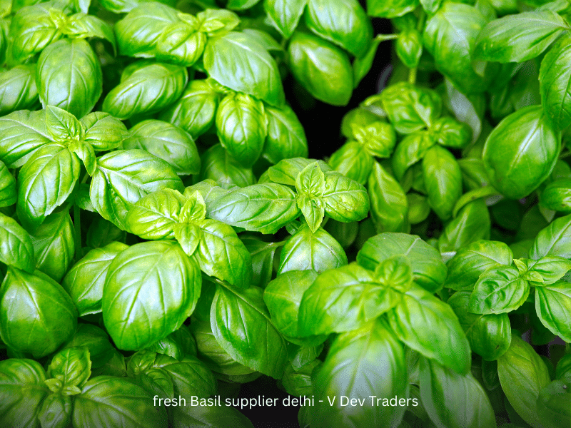 fresh Basil supplier delhi V Dev Traders